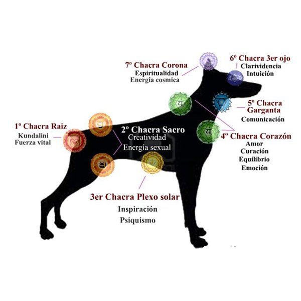 Curso online Reiki canino