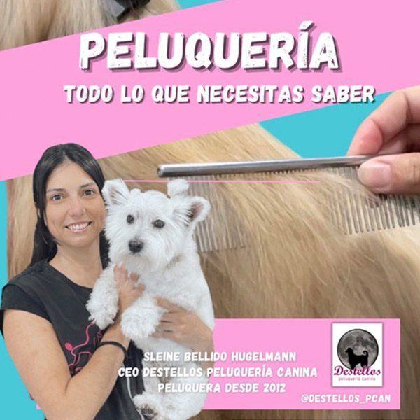 Curso online iniciación peluquería canina