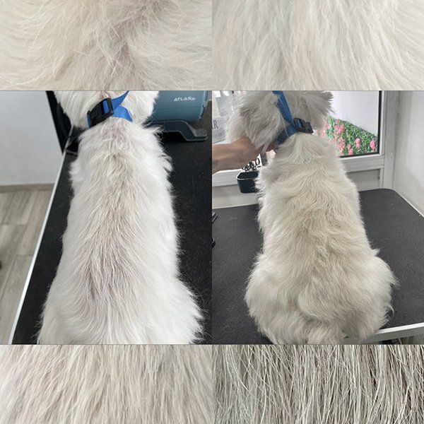 Curso teórico en baños ozono y recuperación de mnatos