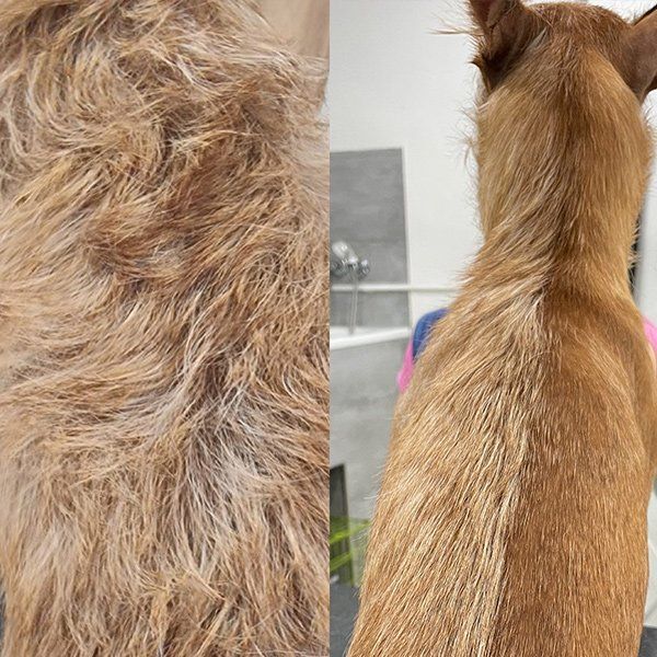 Curso práctico en recuperación de mantos