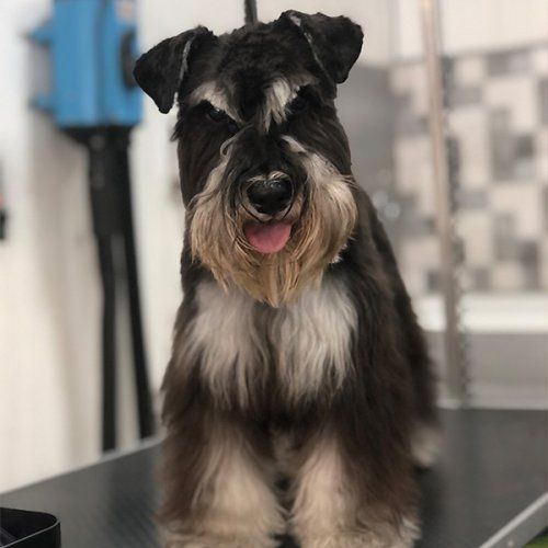 Curso peluquería canina consciente Málaga