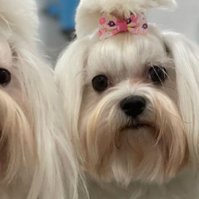 Higiene canina Málaga