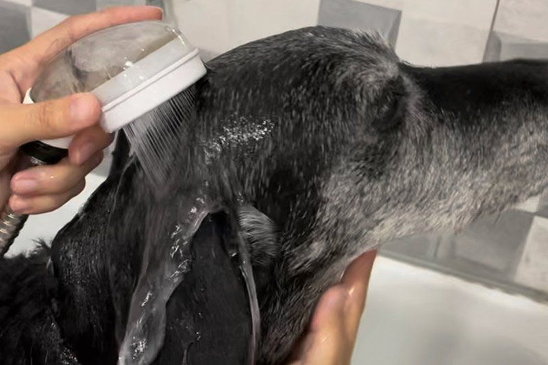 Baños ozonizados caninos Baños ozonizados caninos