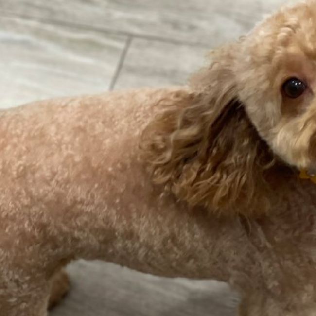 Corte pelo mascotas Málaga