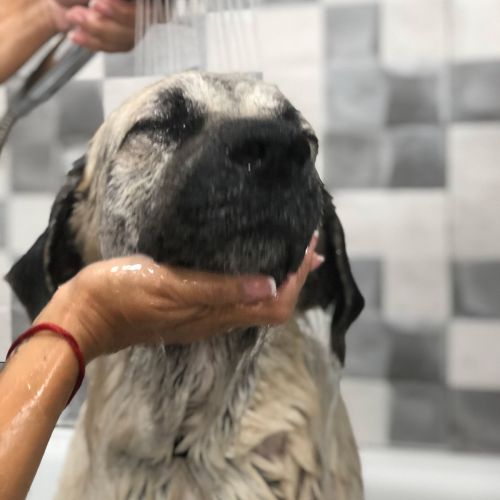 Cuidados durante el baño