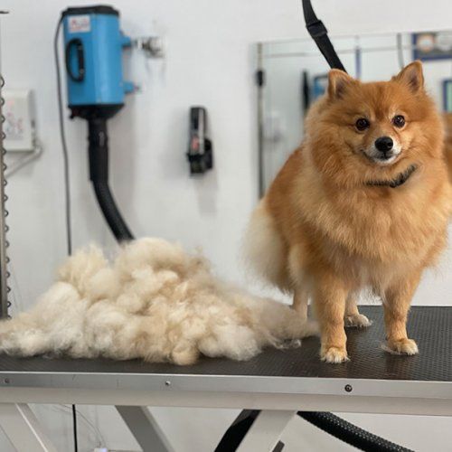 Curso básico peluquería canina