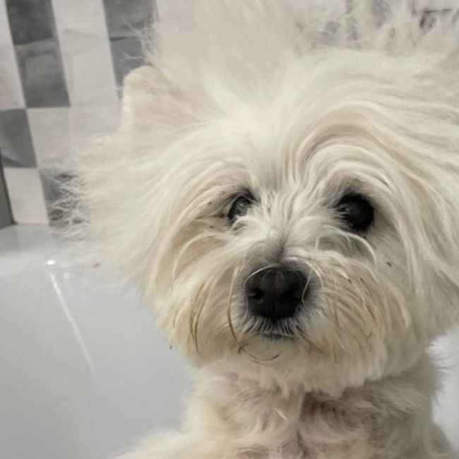 Bonos peluquería canina Málaga