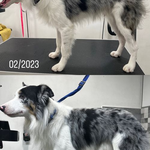 Resultado peluquería canina Destellos