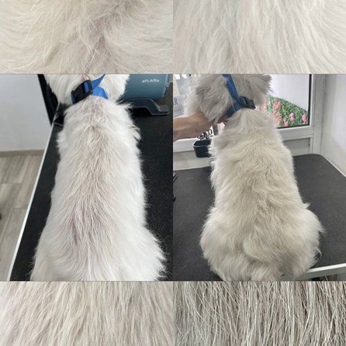 Curso teórico en baños ozono y recuperación de mnatos