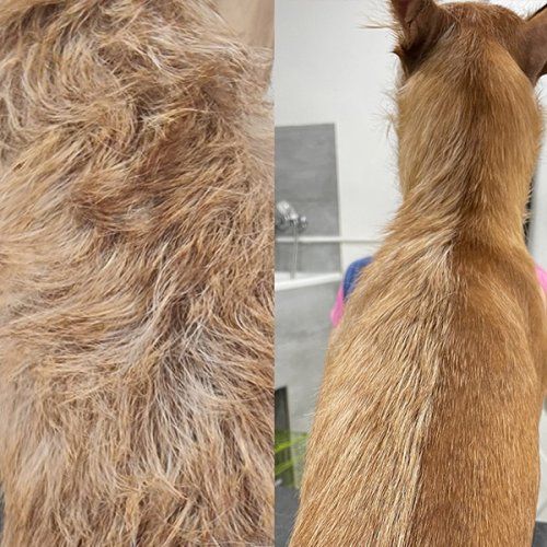 Curso práctico en recuperación de mantos