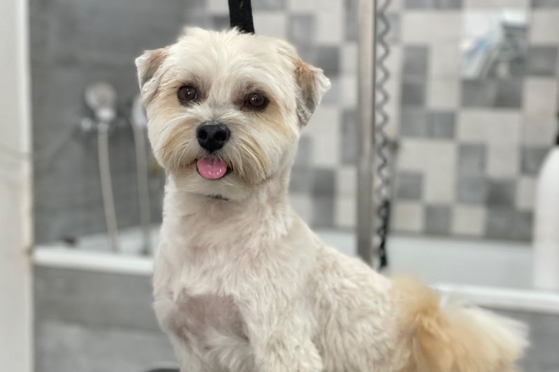 Ozonoterapia canina ozono.jpg