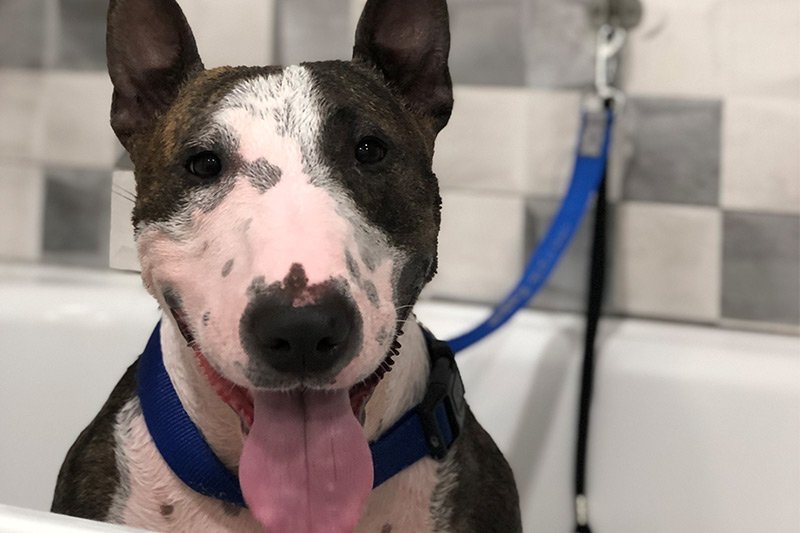 Baño dermocosmético canino